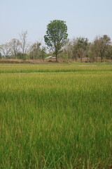 Tree in the green field 