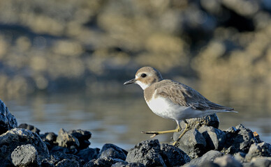 Greater Sand Plover (Charadrius leschenaultii), Greece