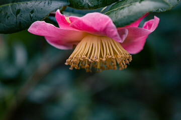 Pink and yellow flower