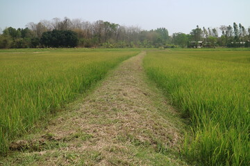 footpath in the green rice field 