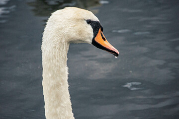 Majestic Swan