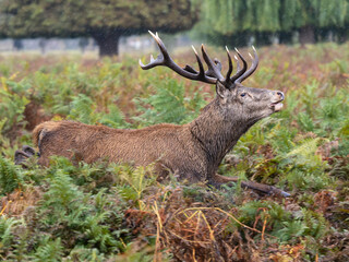 Red Deer Stag Running in Bracken