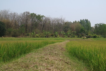Footpath in the green field 