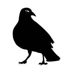 Black raven on a white background. Vector illustration.
