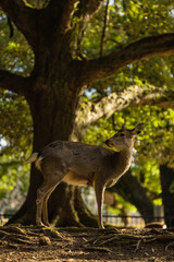 Naklejka na ściany i meble 日本　奈良県奈良市の奈良公園にいる野生の鹿