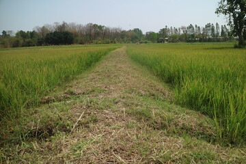 Footpath in the rice field 