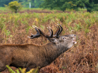 Red Deer Stag Bellowing in a Meadow