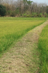 Footpath in the rice field