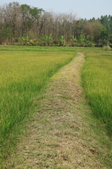 footpath in the rice field