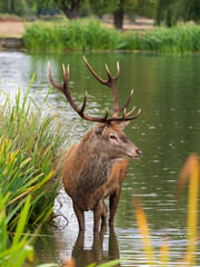 Red Deer Stag in a Lake