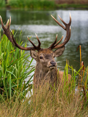 Red Deer Stag in a Lake