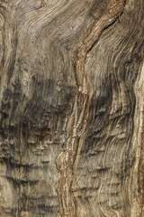 The vicissitudes of bark texture of thousand-year-old trees
