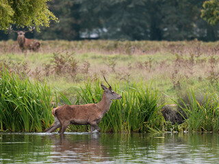 Red Deer Stag Crossing Water