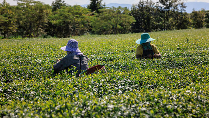  farmers women picking little green tea leaves in farmland at Chiang mai Thailand..