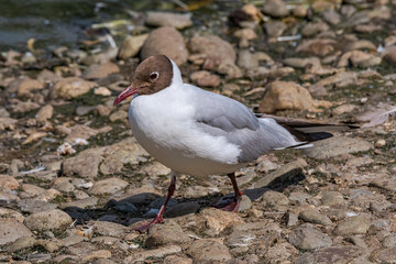 Black-headed Gull (Chroicocephalus ridibundus) at colony