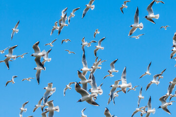 Obraz premium Black-headed Gulls (Chroicocephalus ridibundus) at colony