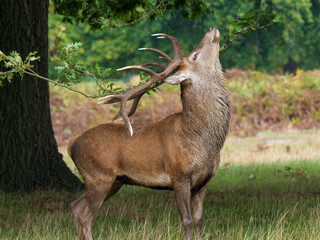 Red Deer Stag Rubbing Antlers on a Branch