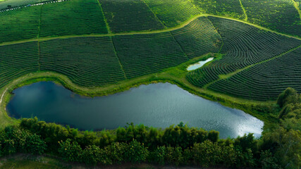 agricultural area of green tea plantation and pond on the mountain valley north of chiang rai...