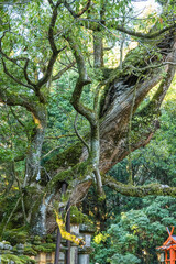 Fototapeta premium 日本 奈良県奈良市の奈良公園内にある春日大社の御間道に並ぶ御間型灯籠と若宮大楠