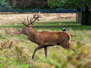 Jackdaw on a Red Deer Stag