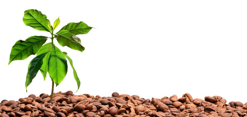 Coffee beans and coffee plant, transparent background - obrazy, fototapety, plakaty
