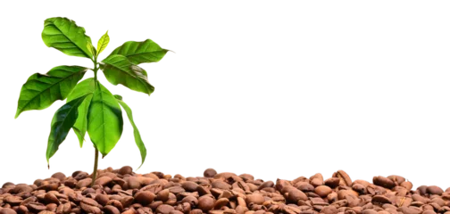  Coffee beans and coffee plant, transparent background © Marina Lohrbach