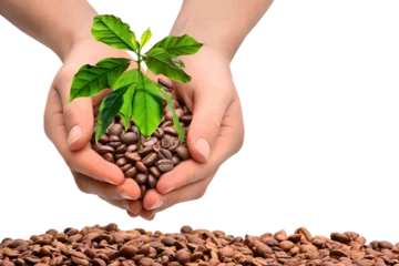 Foto op Plexiglas Hands with coffee beans and coffee plant, transparent background © Marina Lohrbach