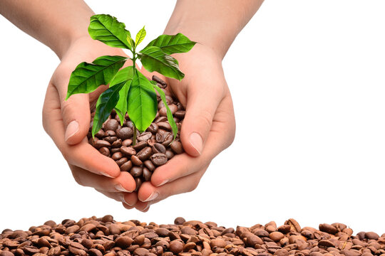 Hands with coffee beans and coffee plant, transparent background