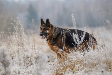 German shepherd in the winter meadow