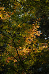 日本　奈良県奈良市の奈良公園の紅葉