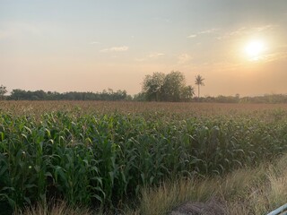 Obraz premium nature tree sky field green wallpaper backgroud