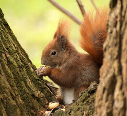 eurasische eichhörnchen © Kalle Kolodziej