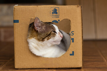 Um gato descansando dentro de uma caixa de papelão que tem um buraco onde ele enconstou a cabeça.