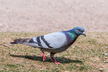 Rock Dove (Columba livia) in park