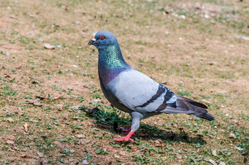 Rock Dove (Columba livia) in park