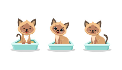 domestic cat goes to the toilet in the tray. Siamese cat walks in the litter box.Pet toilet hygiene concept.Vector illustration