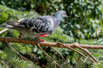 Rock Dove (Columba livia) in park