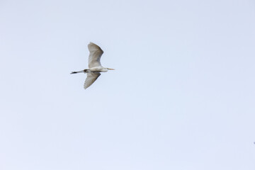 Fototapeta premium Czapla biała ( Ardea alba ) 