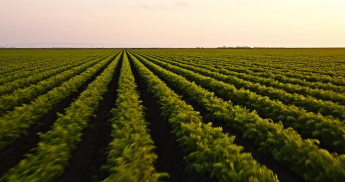 Drone shot of green agricultural carrot field farm at sunset