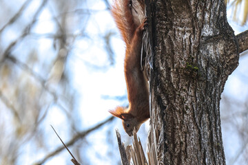 Wiewiórka ( Sciurus vulgaris ognevi ) © Szymon