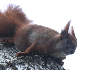 Wiewiórka ( Sciurus vulgaris ognevi ) © Szymon