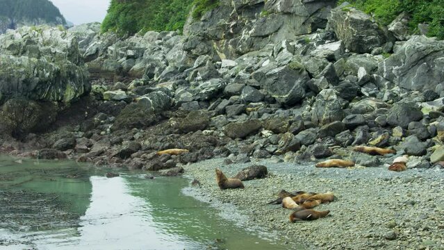 A sea lion tickles the rocks. Others rest on a pile of rocks. The living habits and various postures of sea lions in summer, Alaska. USA., 2017