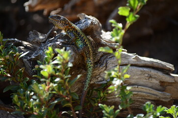 Colorful Lizard in La Patagonia, Argentina