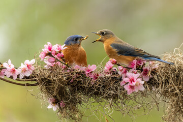 Male Bluebird Feeding Female Bluebird while perched on a branch with cherry blossoms and Spanish Moss