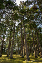 飫肥城跡 - 旧本丸跡 - 飫肥杉林