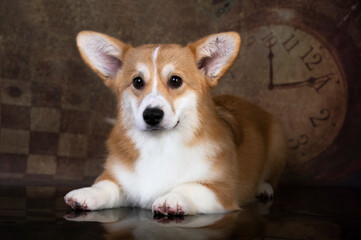  portrait  shepherd dog corgi on an antique background with a chess theme, cells of a chessboard