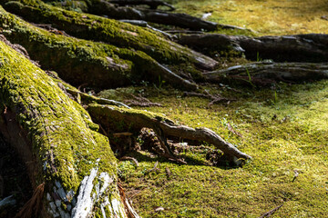 飫肥城跡 - 旧本丸跡 - 飫肥杉林