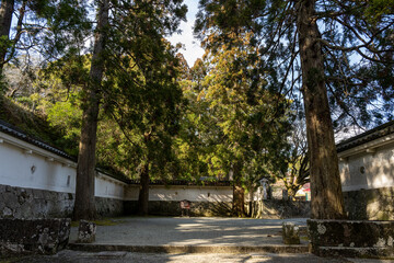 飫肥城跡 - しあわせ杉