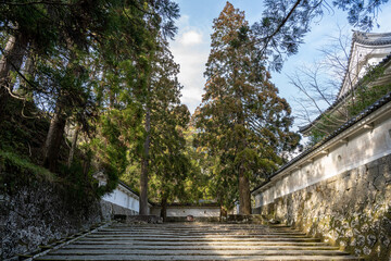 飫肥城跡 - しあわせ杉
