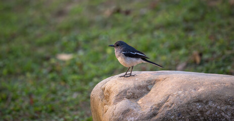 Oriental magpie-robin standing on the stone